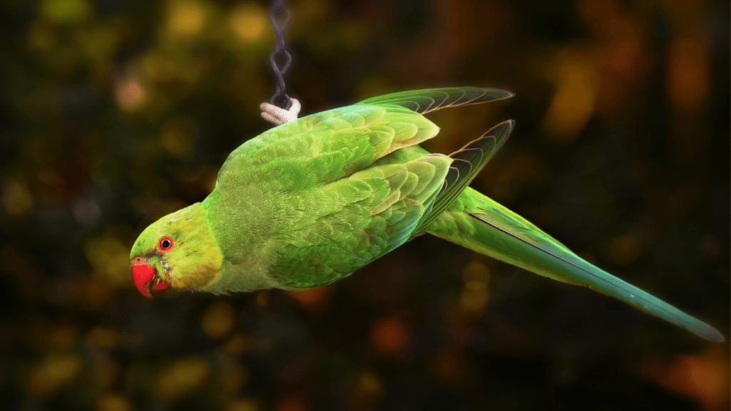 Advanced parrot species