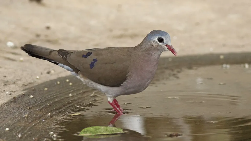 African Turtledove in its habitat