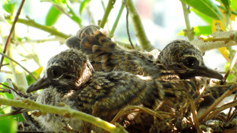 Baby Doves