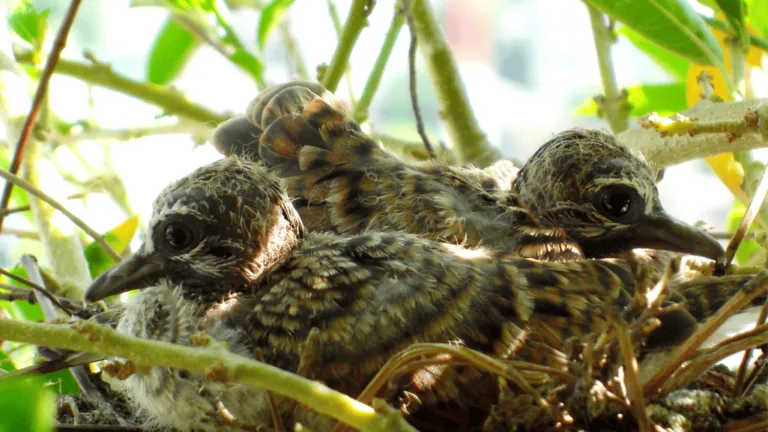 Baby Doves