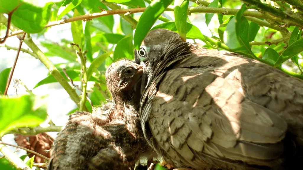 Baby dove feeding on crop milk