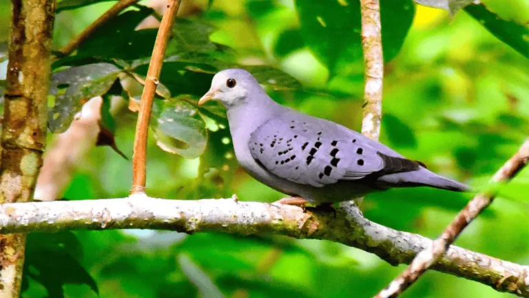 Blue Ground Dove