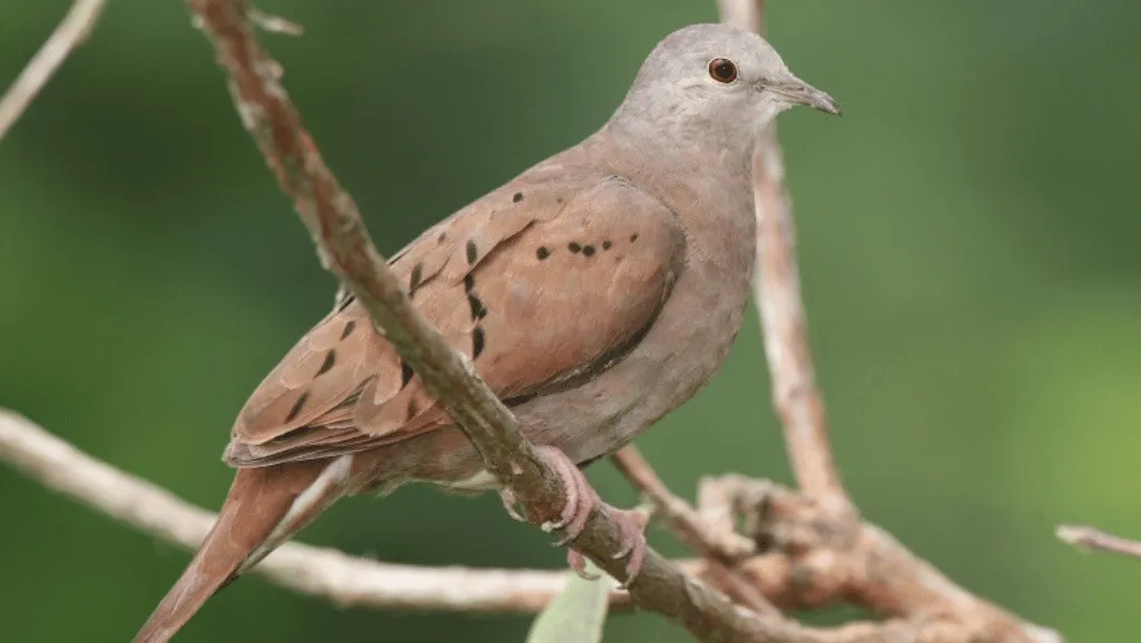 Bolivian Dove Nesting Rituals