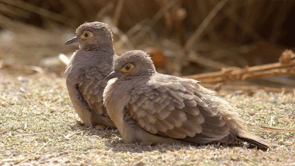 Bolivian Dove characteristics