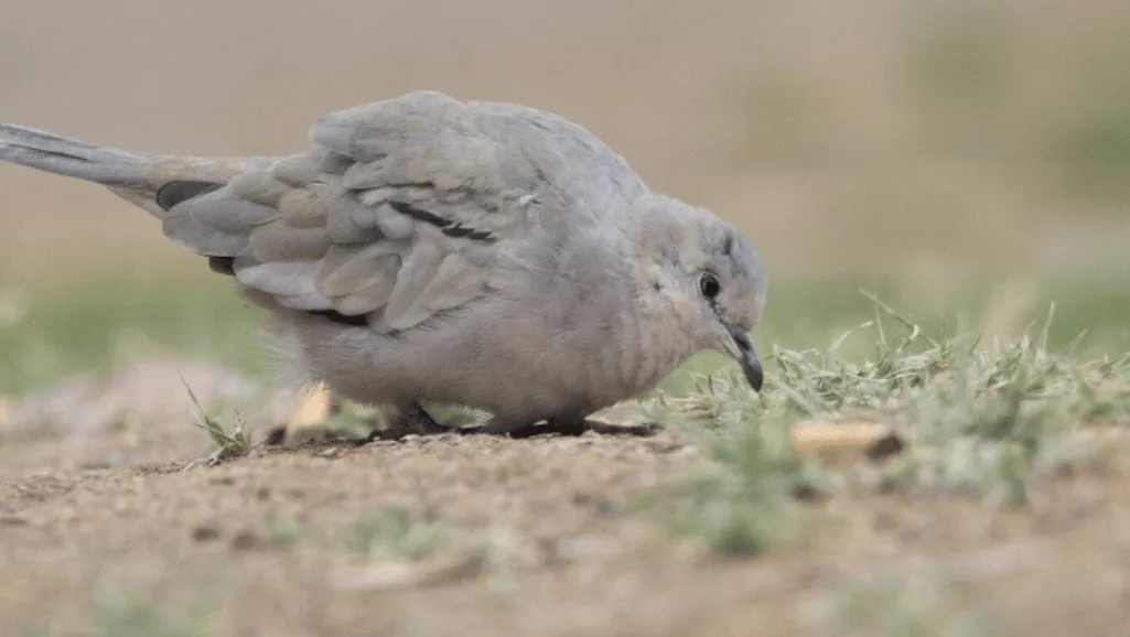 Bolivian Dove diet