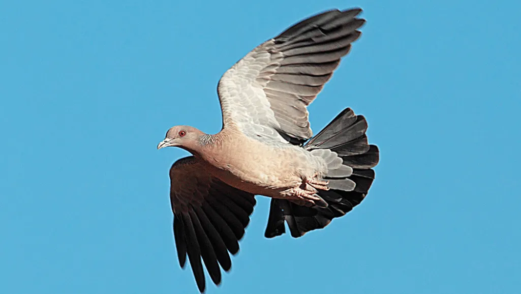 Bolivian Dove in its natural habitat