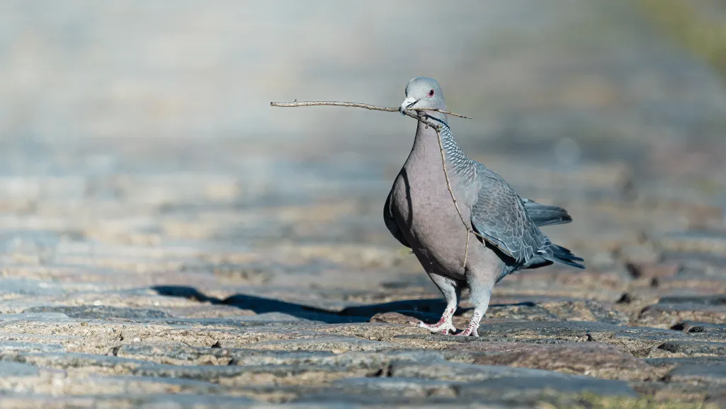 Bronze-winged Pigeon Nesting