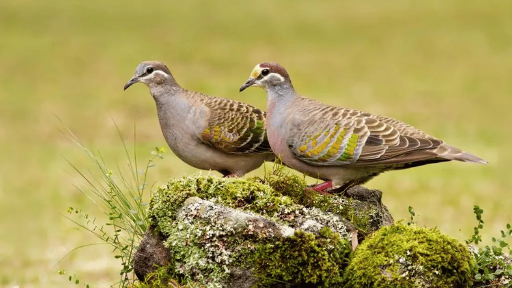Bronze-winged Pigeon