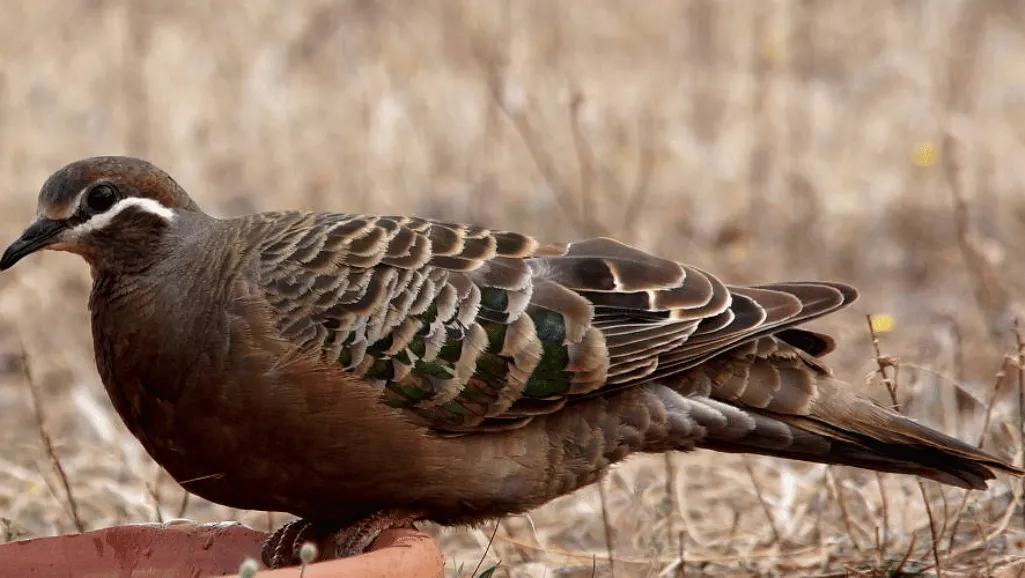 Bronzewings feeding