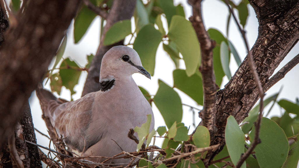 Cape Turtle Dove calls