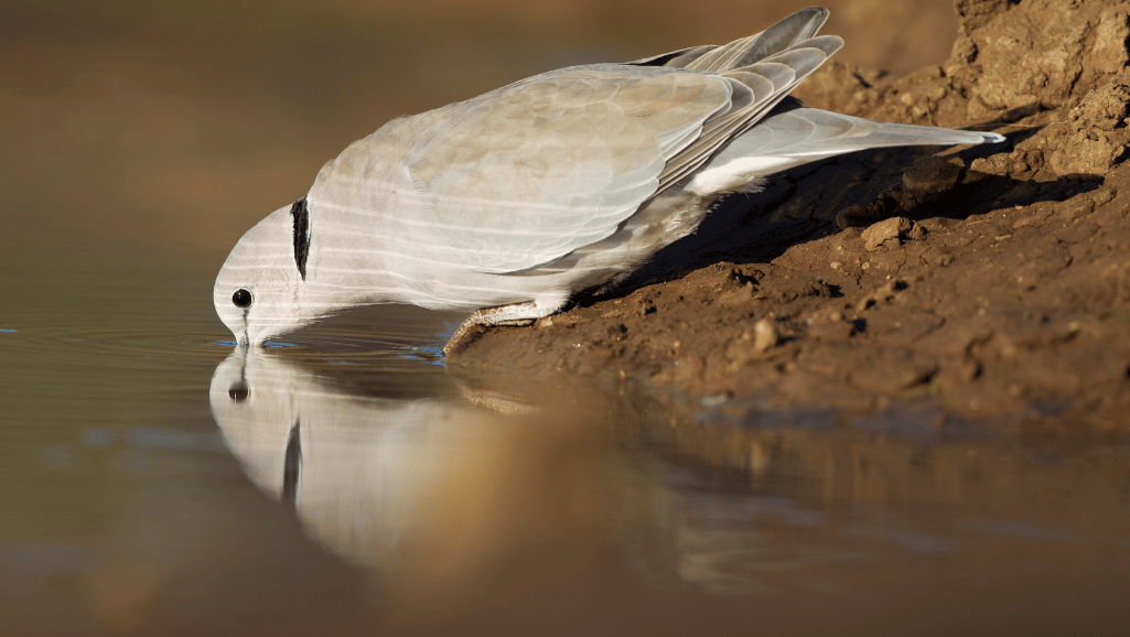 Cape Turtle Dove feeding habits