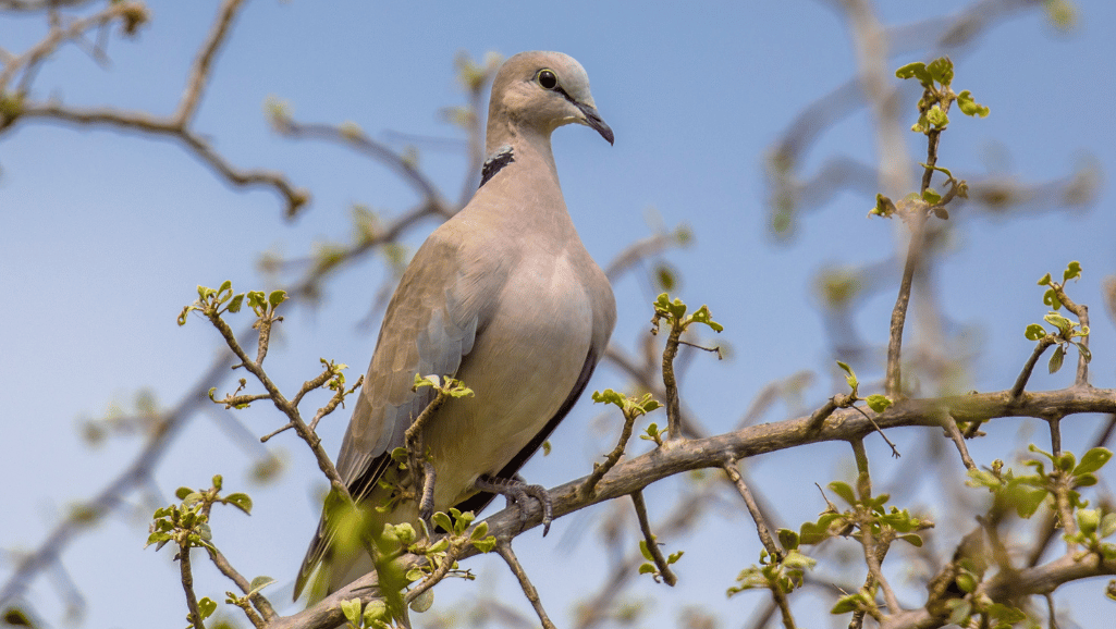 Cape Turtle Dove plumage