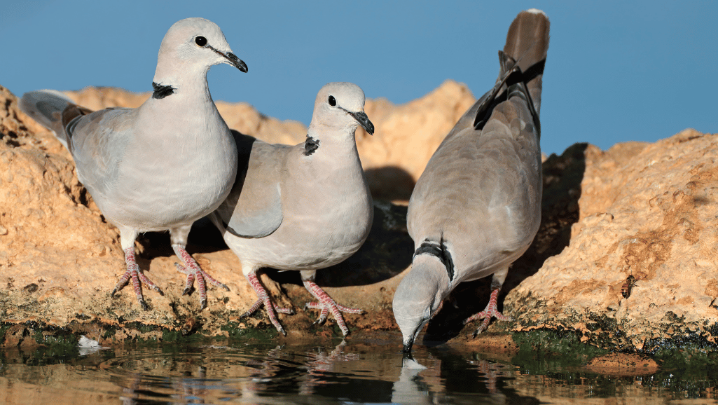 Cape Turtle Dove socializing