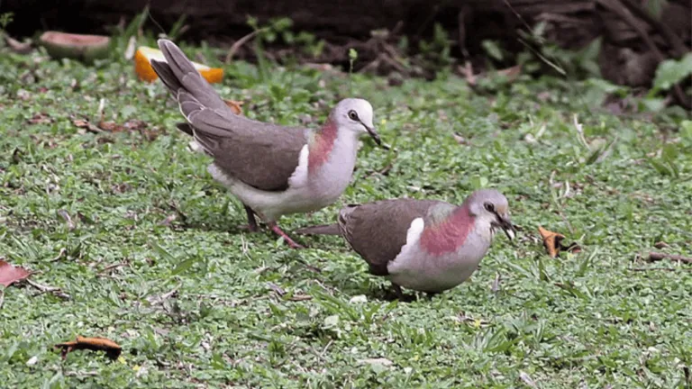 Caribbean Dove
