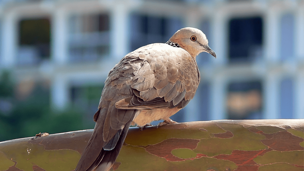 Common Dove Diseases