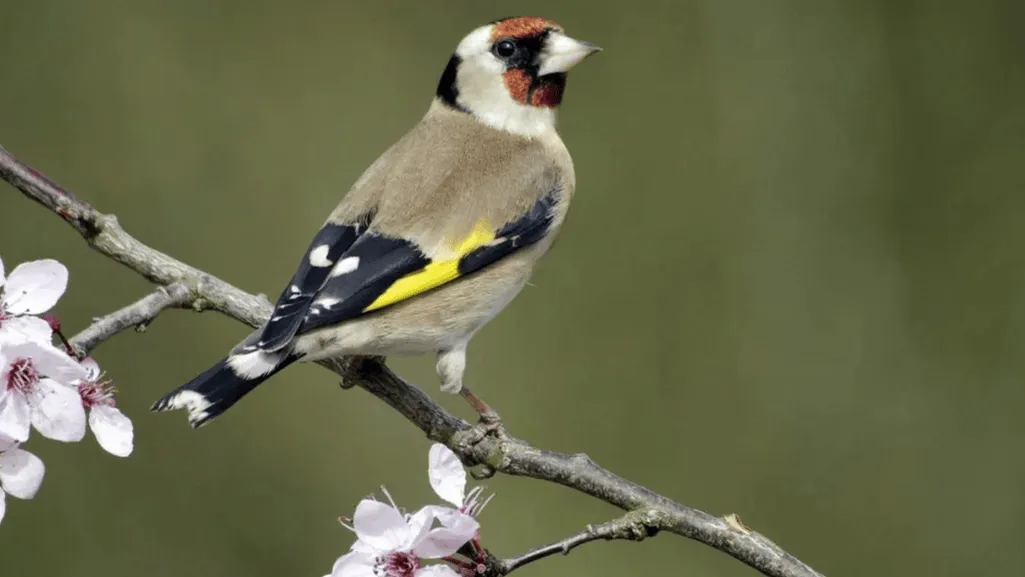 Comparing finch lifespans