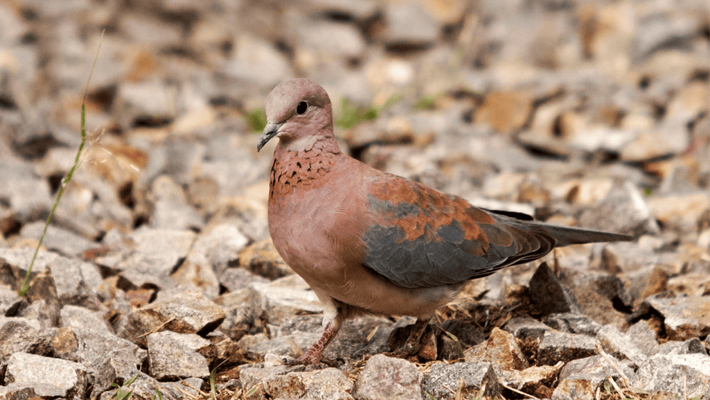 Conservation Efforts for Senegal Dove