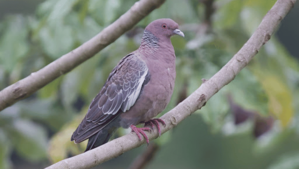 Conservation Status of Picazuro Pigeon