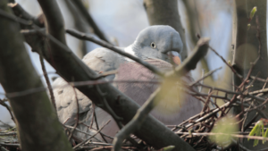 Dove Breeding Care