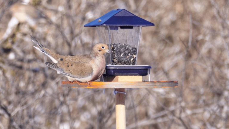 Dove Feeding Tips