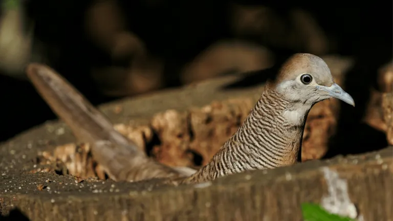 Dove Habitat Setup