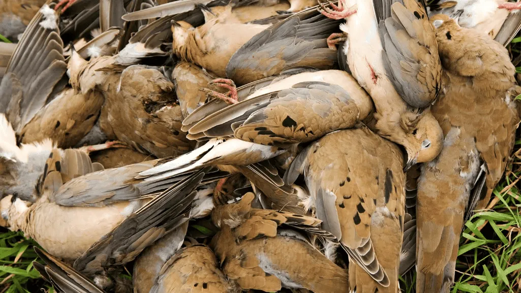 Dove Hunting Regulations