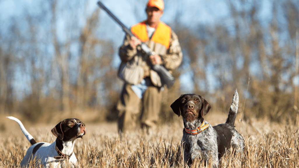 Dove Hunting Requirements