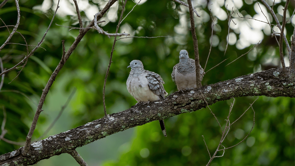 Dove breeding seasons