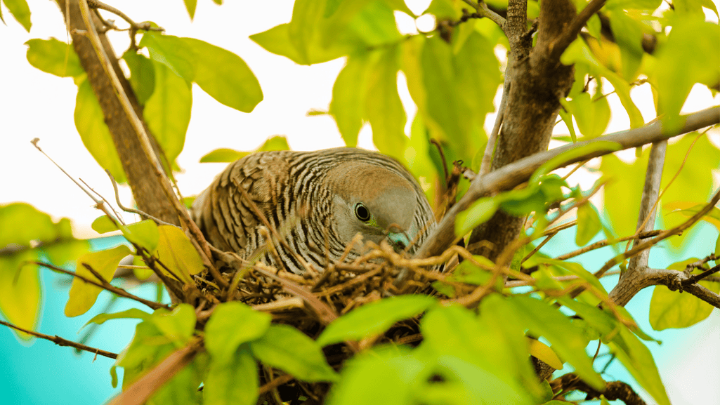 Dove egg incubation process