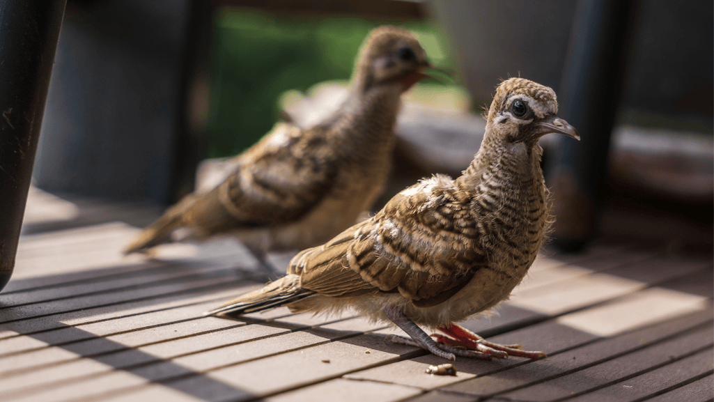 Dove fledgling growth stages