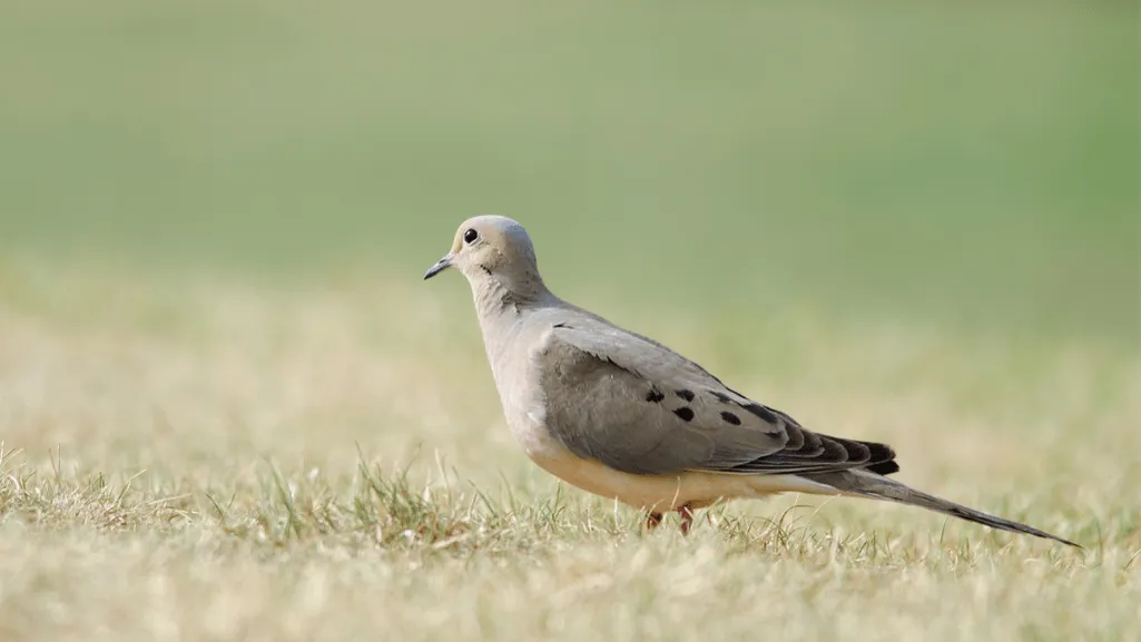 Dove habitat enrichment toys