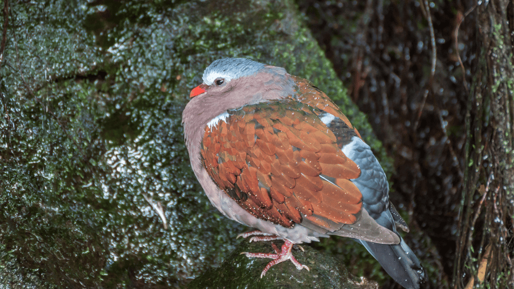 Dove nutritional disorders