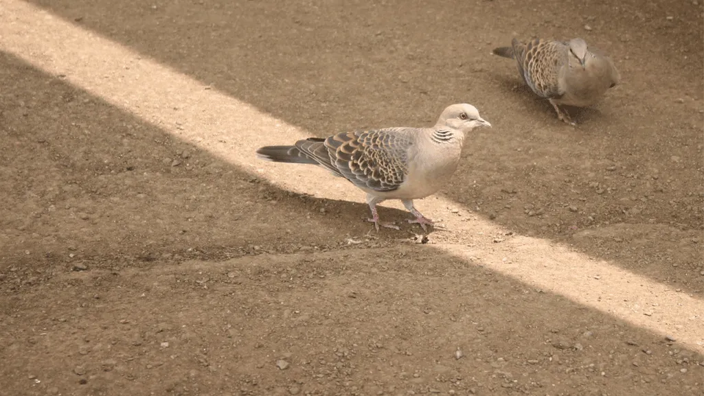 Dusky Turtle Dove feeding