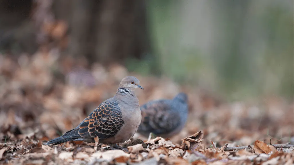Dusky Turtle Dove nesting