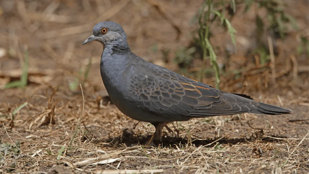 Dusky Turtle Dove