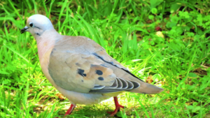 Eared Dove