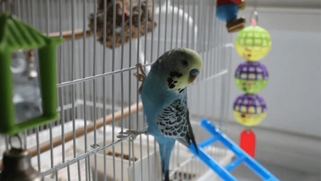 Essential bird supplies Essential bird supplies