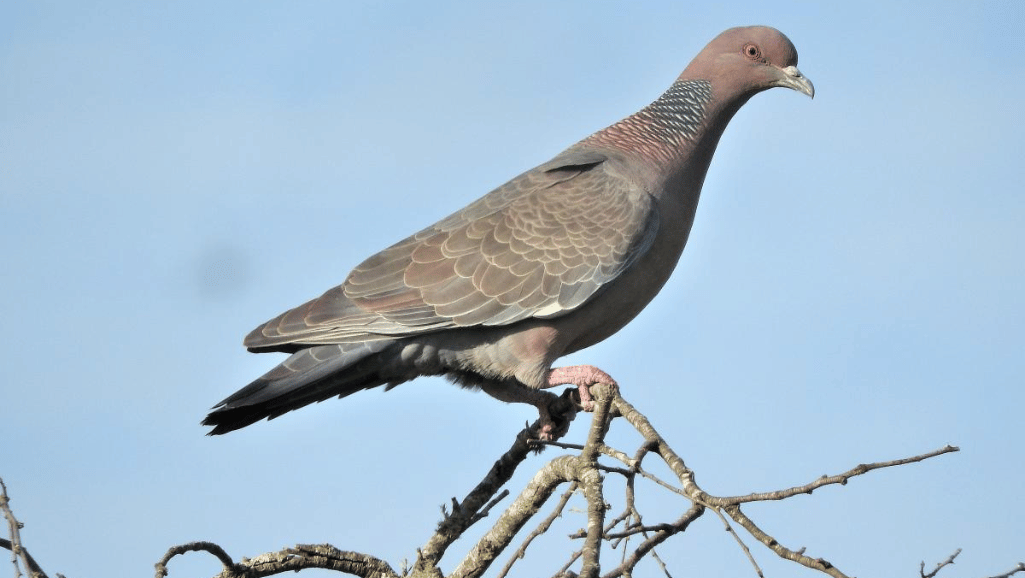 Expansive Habitats of the Picazuro Pigeon