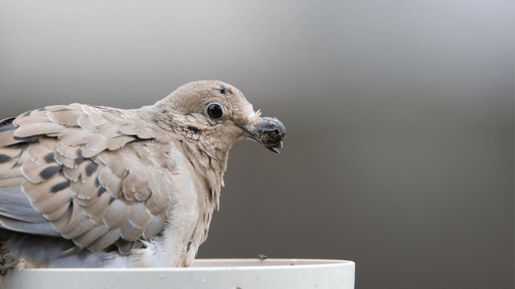 External parasites in birds