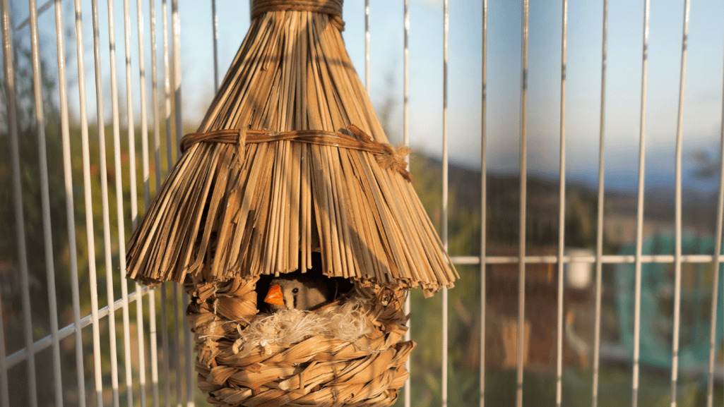 Finch nesting materials and nest box