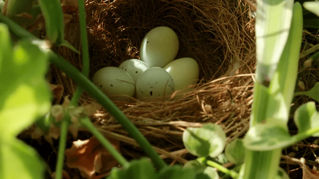 Finches Lay Eggs