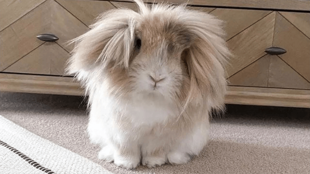 Fluffy Lionhead rabbit