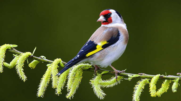 Goldfinch Lifespan