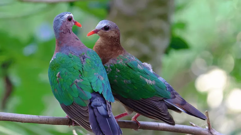 Green-winged Dove