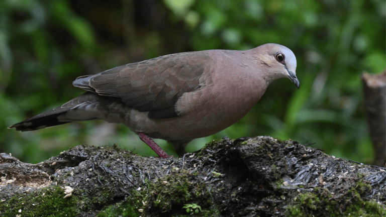 Grey-fronted Dove