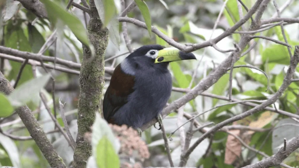Hooded Mountain Toucan