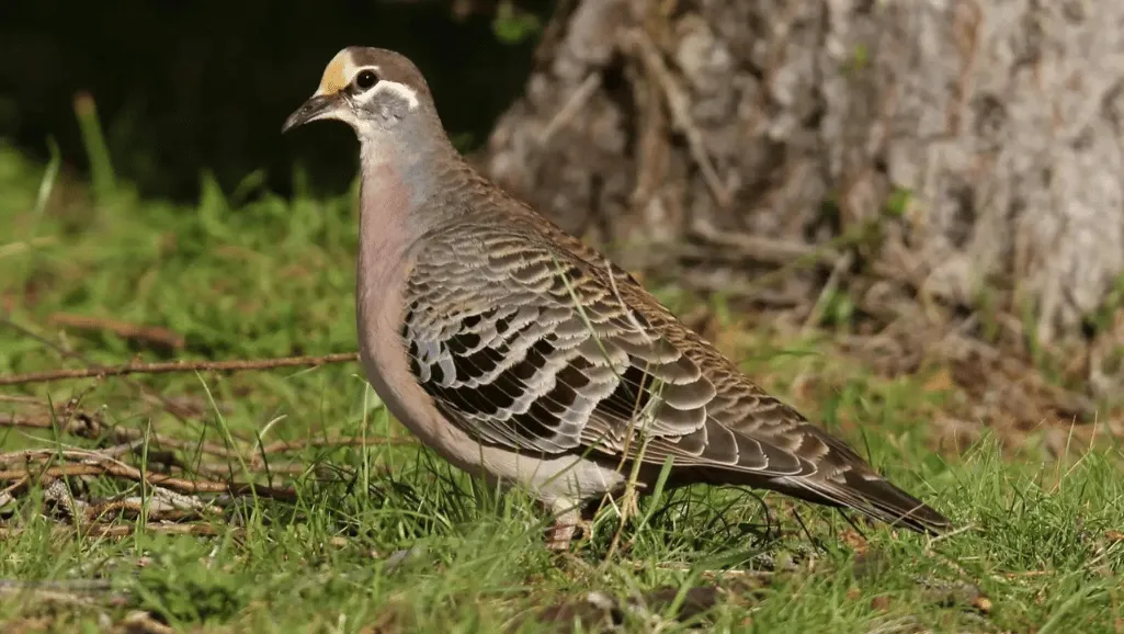 Identifying Bronze-winged Pigeon