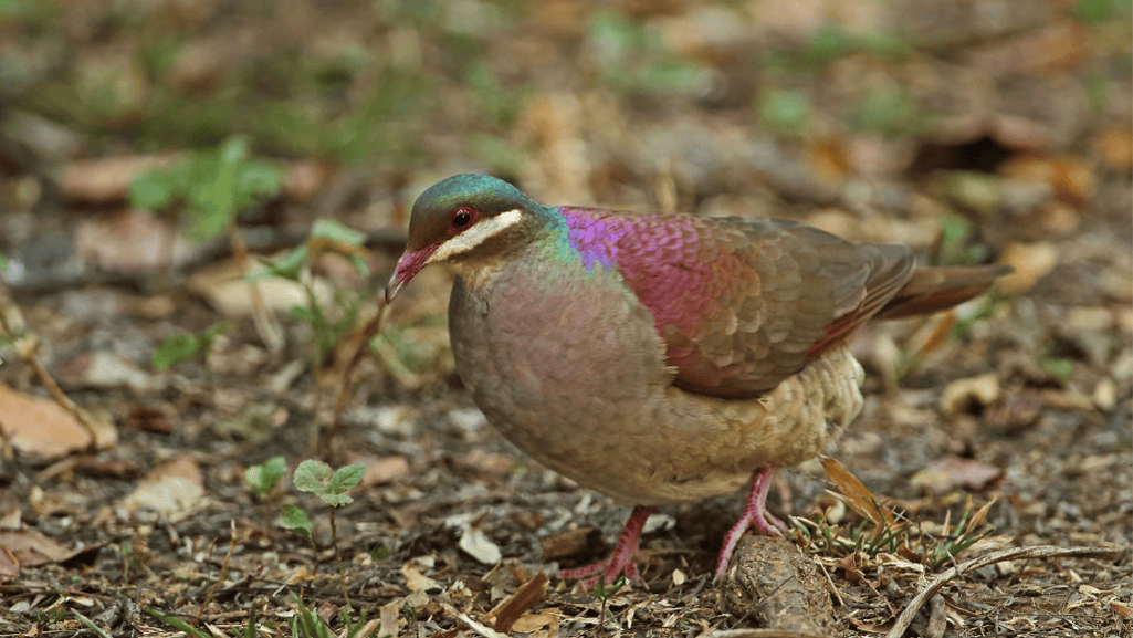 Key West Quail-Dove Foraging