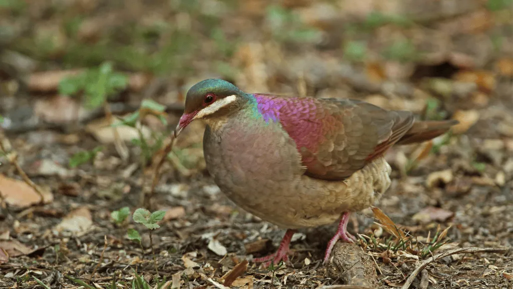Key West Quail-Dove Foraging