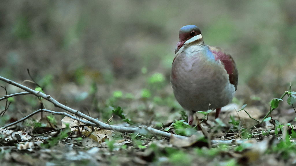 Key West Quail-Dove in natural habitat